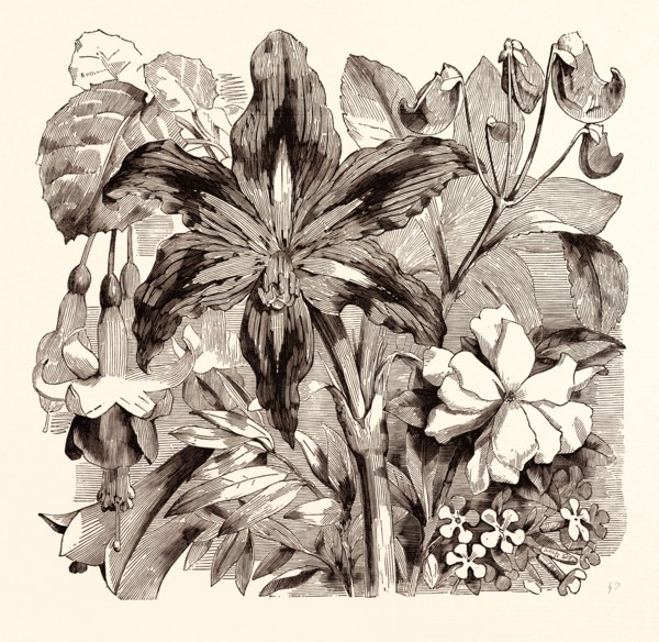 SEPTEMBER. Fuschia "Duchess of Lancaster". Philesia buxifolia. Amaryllis reticulata. Impatiens