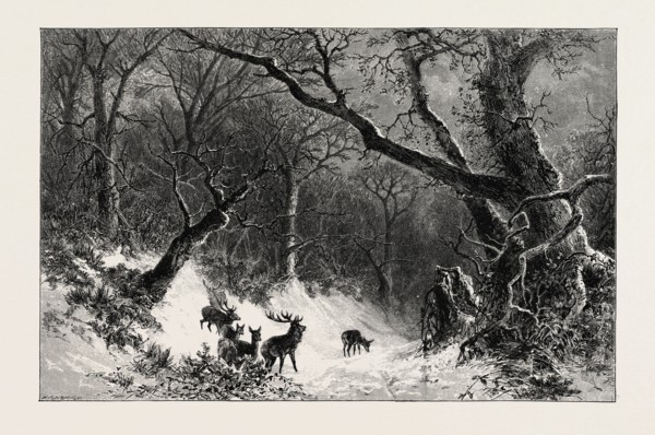 A SCANDINAVIAN FOREST IN WINTER