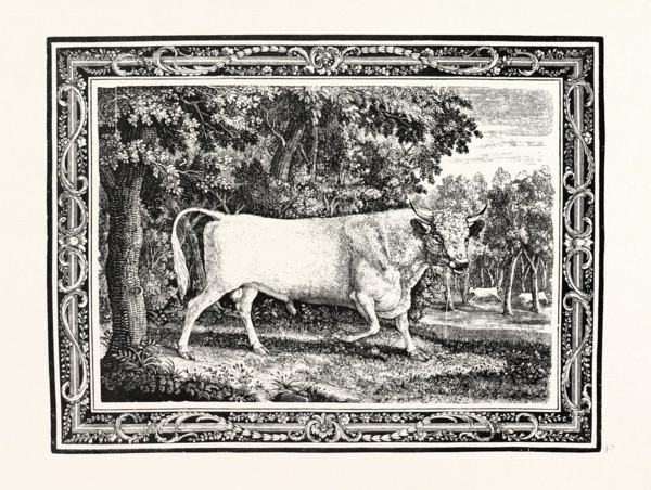 THE CHILLINGHAM BULL, FIRST STATE, UK, britain, british, europe, united kingdom, great britain,