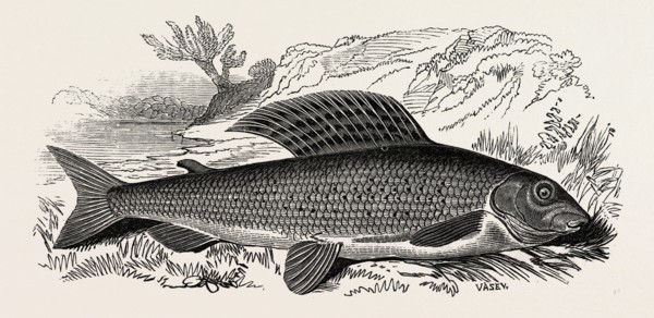 THE GRAYLING