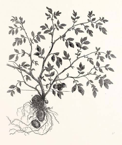 THE POTATO PLANT