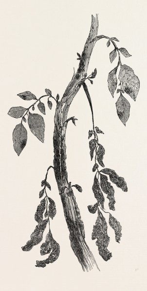 DISEASED STEM OF A POTATO PLANT, NATURAL SIZE
