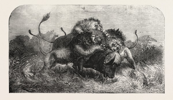 DR. LIVINGSTONE'S MISSIONARY TRAVELS AND RESEARCHERS IN SOUTH AFRICA: THREE LIONS ATTEMPTING TO