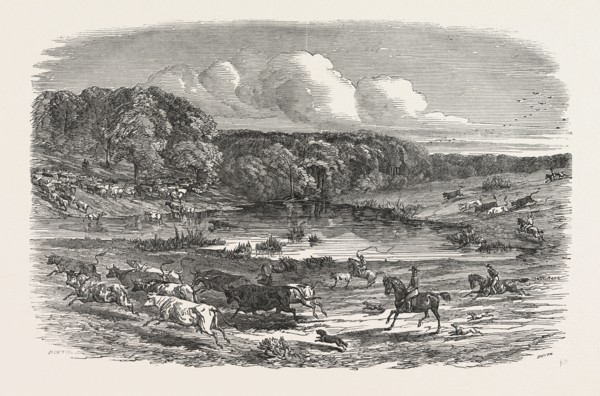 CATTLE MUSTERING IN AUSTRALIA, 1850