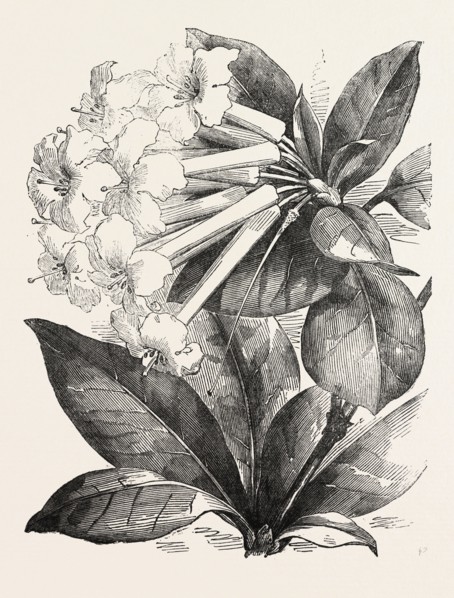 JASMINE-FLOWER RHODODENDRON