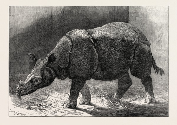 THE NEW RHINOCERUS IN THE GARDENS OF THE ZOOLOGICAL SOCIETY, 1874