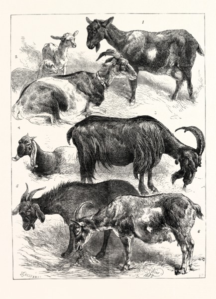 THE GOAT SHOW AT THE CRYSTAL PALACE, UK, 1883