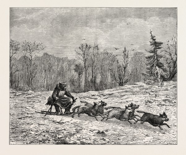 A SIBERIAN DOG SLEDGE.