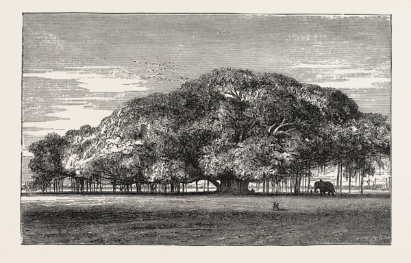 THE GREAT BANYAN TREE (FICUS INDICA) IN THE BOTANICAL GARDENS, CALCUTTA, INDIA