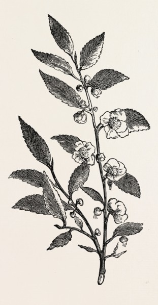 TEA PLANT (Thea viridis)