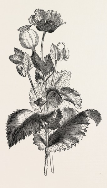 THE OPIUM POPPY (Papaver somniferum)