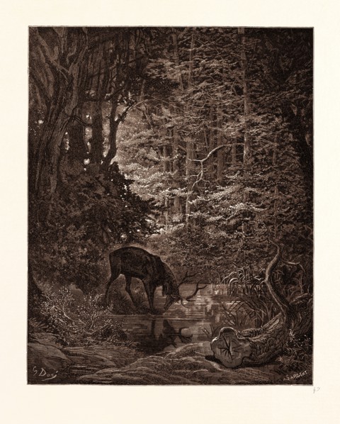 THE STAG VIEWING HIMSELF IN THE STREAM, BY GUSTAVE DORE