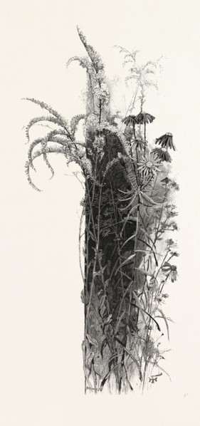 WAYSIDE FLOWERS, CANADA, NINETEENTH CENTURY ENGRAVING