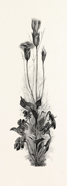 WOOD VIOLETS, AND FRINGED GENTIAN, CANADA, NINETEENTH CENTURY ENGRAVING