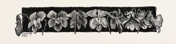 FLOWERS, ORNAMENT, PATTERN, DESIGN, CANADA, NINETEENTH CENTURY ENGRAVING