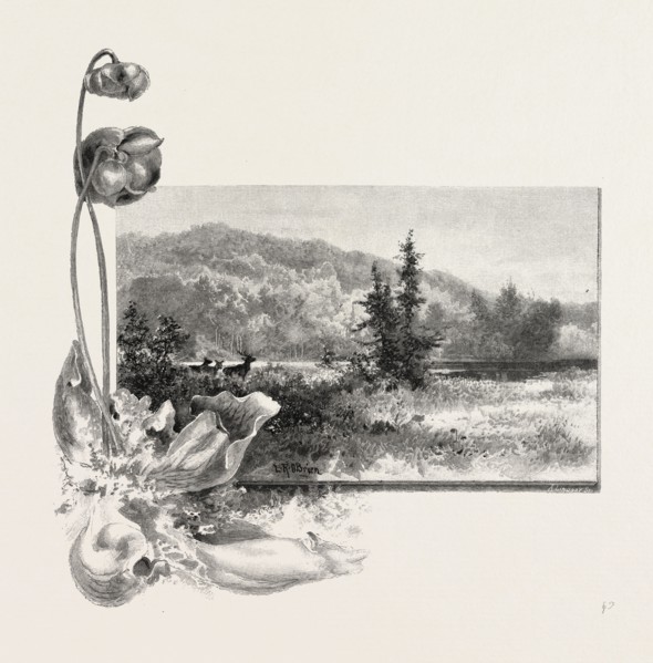 THE LOWER ST. LAWRENCE, HOME OF THE PITCHER PLANT, CANADA, NINETEENTH CENTURY ENGRAVING