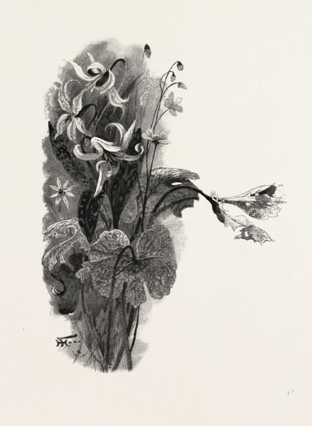 NOVA SCOTIA, SPRING BEAUTY, SANGUINARIA, AND DOG-TOOTH VIOLET, CANADA, NINETEENTH CENTURY ENGRAVING