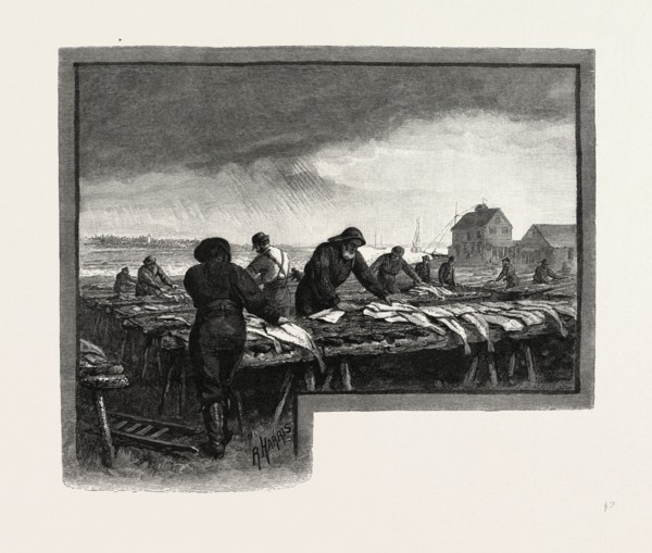 NOVA SCOTIA, DRYING CODFISH, CANADA, NINETEENTH CENTURY ENGRAVING
