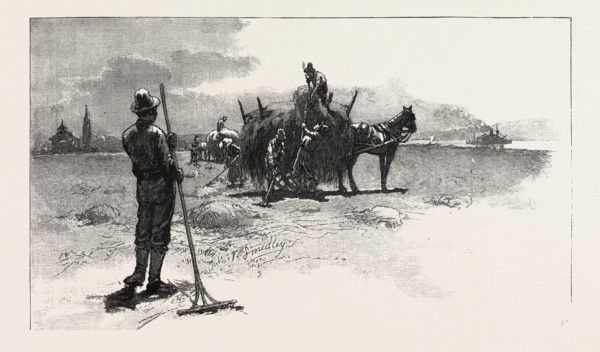 FRENCH CANADIAN LIFE, GATHERING MARSH HAY, CANADA, NINETEENTH CENTURY ENGRAVING
