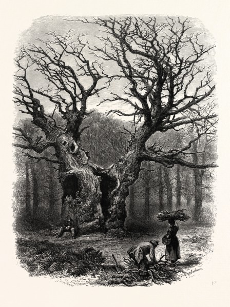 WINDSOR: William the Conqueror's Oak, UK, britain, british, europe, united kingdom, great britain,