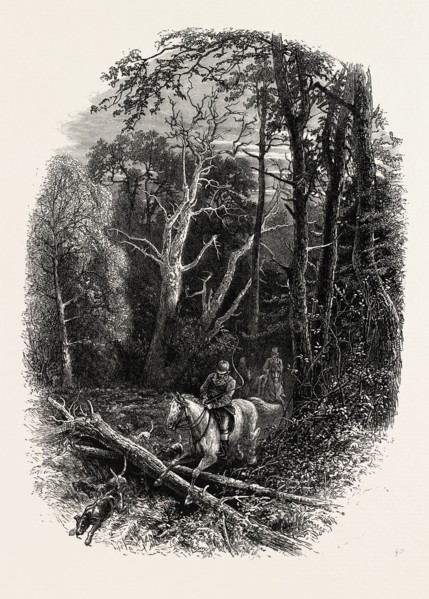 In Cedar Walk, Virginia Water, village being in the Borough of Runnymede in Surrey, UK, britain,