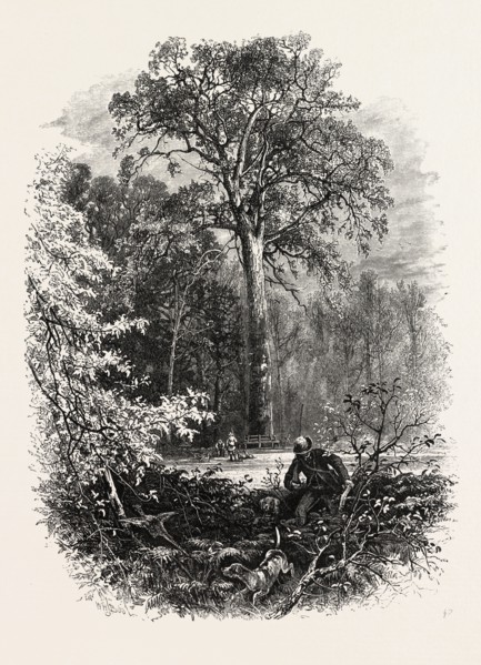 THE FOREST SCENERY OF GREAT BRITAIN: The Victoria Oak, Windsor Forest, UK, britain, british,