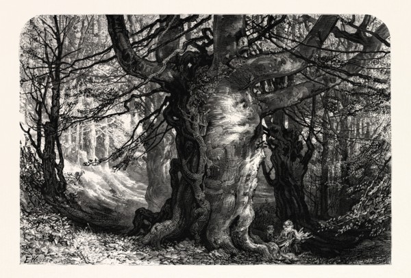 THE FOREST SCENERY OF GREAT BRITAIN: BURNHAM BEECHES, UK, britain, british, europe, united kingdom,