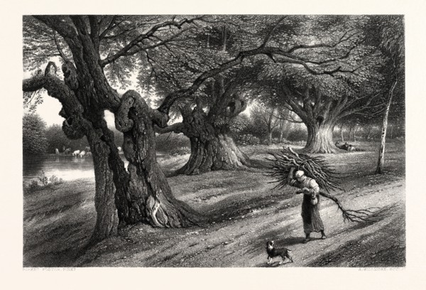 THE FOREST SCENERY OF GREAT BRITAIN: AT BURNHAM BEECHES, UK, britain, british, europe, united
