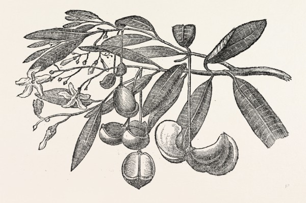 FRUIT AND FLOWERS OF THE EVE'S APPLE