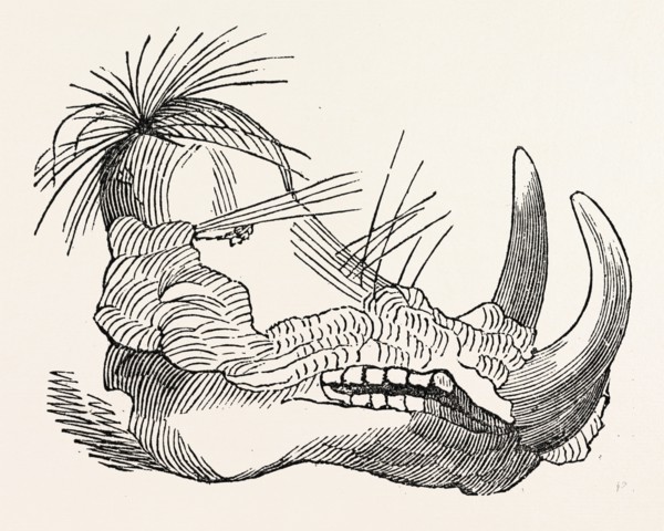 HEAD OF THE ETHIOPIAN BOAR.