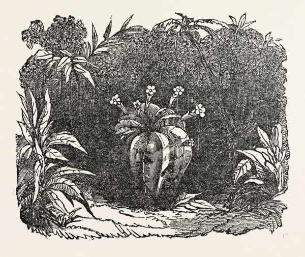 THE MELON-CACTUS, melon cactus