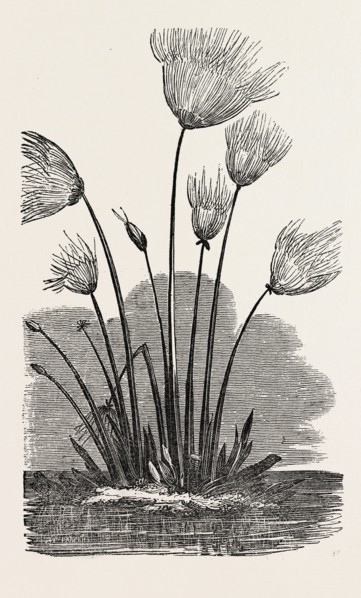 THE CYPERUS PAPYRUS.