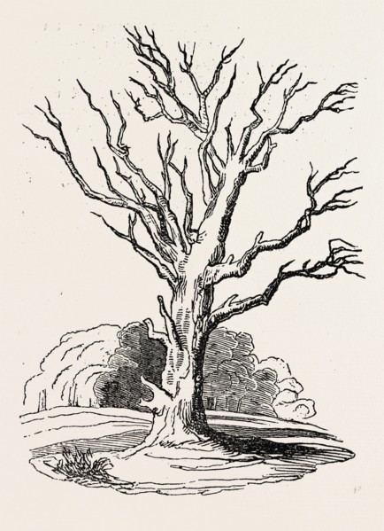 HERNE'S OAK, IN WINDSOR PARK. UK, britain, british, europe, united kingdom, great britain, european