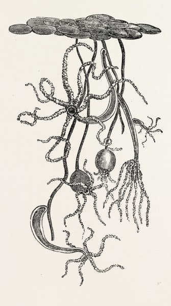 MAGNIFIED VIEW OF THE FRESHWATER POLYPE