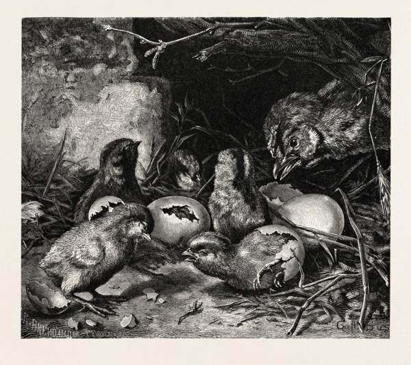 AN INTERESTING CRISIS. GUSTAVE SÃúS