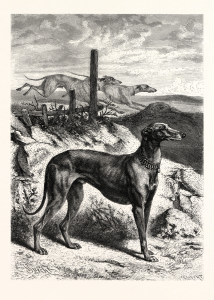 ENGLISH GREYHOUNDS. AFTER SPECHT