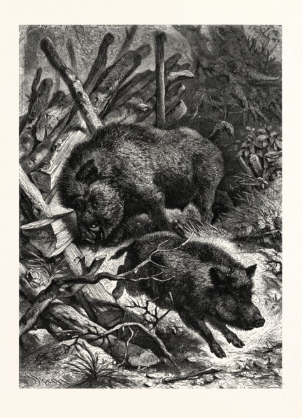 WILD BOARS. AFTER SPECHT. Wild boar (Sus scrofa), also known as wild pig, is a species of the pig
