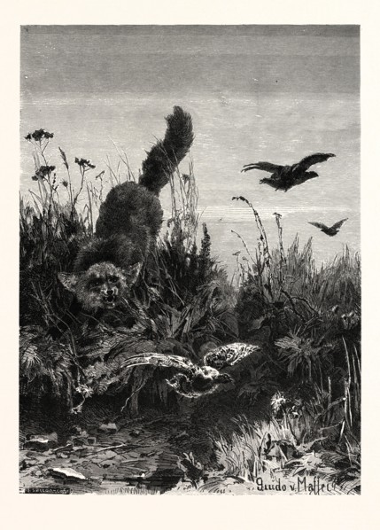 ALMOST A DINNER! AFTER GUIDO VON MAFFEI. Fox, bird, birds