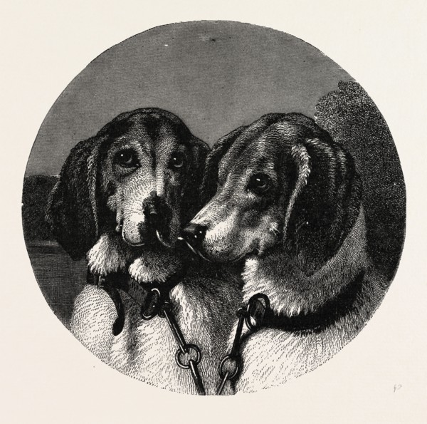 THE STAG-HOUNDS
