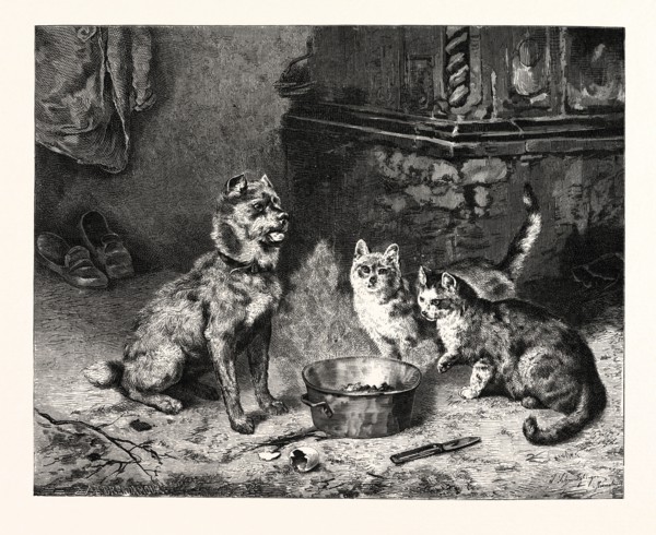 PATIENCE, dog and cats dinner.
