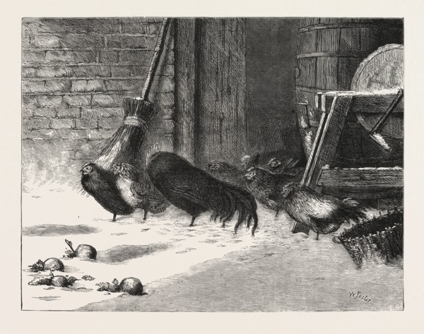 WAITING FOR A BREAK. ENGRAVING 1876, CHICKEN, CHICKENS, BIRD, BIRDS, FOWL, FOWLS