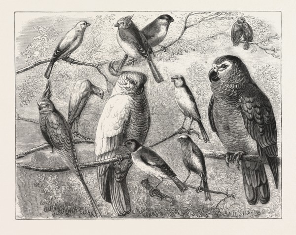 THE BIRD SHOW AT THE CRYSTAL PALACE, LONDON, ENGRAVING 1876, UK, britain, british, europe, united
