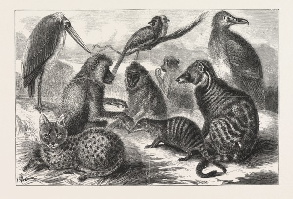 LIEUTENANT CAMERON'S ADDITIONS TO THE ZOO, YOUNG WILD CAT, ANGOLA VULTURE, MANDRIL, ICHNEUMON,