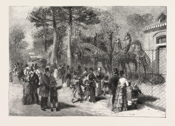 THE GIRAFFES IN THE JARDIN D'ACCLIMATATION, PARIS, FRANCE, ENGRAVING 1876