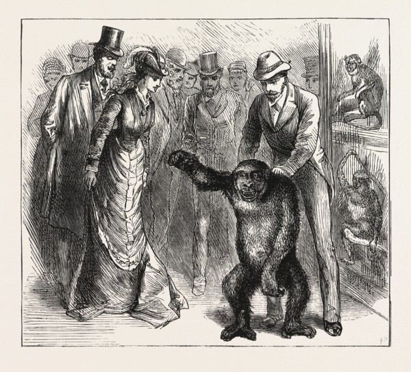 A DISTINGUISHED VISITOR AT LIVERPOOL, THE YOUNG GORILLA HOLDING A RECEPTION IN THE MUSEUM,