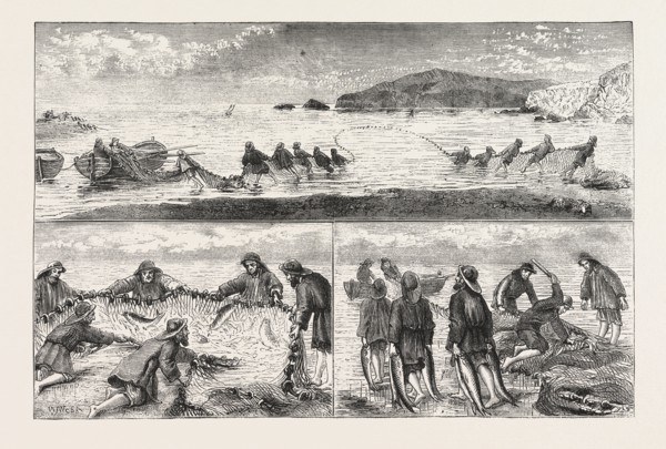 SALMON FISHING: FISHING SALMON, MOUTH OF THE RIVER TIVEY, CARDIGANSHIRE, HAILING IN THE SEINE NET,