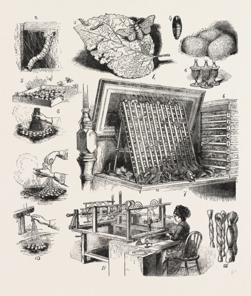 THE BRAZILIAN SILK WORM EXHIBIT, PHILADELPHIA EXHIBITION, 1.â€î(a) The Moth laying Eggs ; (b)