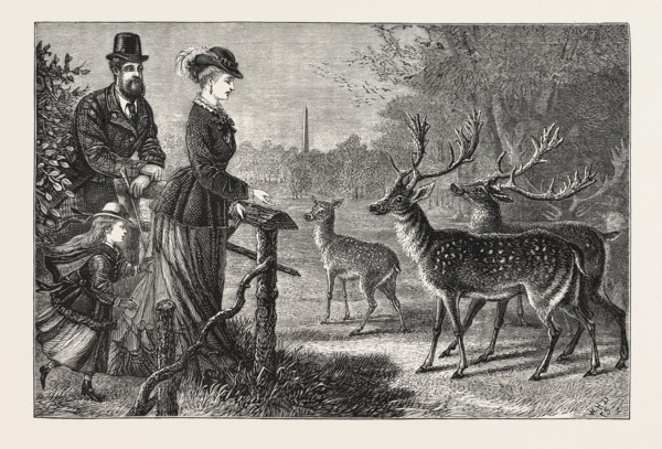 FEEDING THE DEER, PHOENIX PARK, DUBLIN, IRELAND, ENGRAVING 1876, europe, european