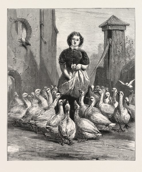 MICHAELMAS GEESE,  THE LAST MEAL, ENGRAVING 1876