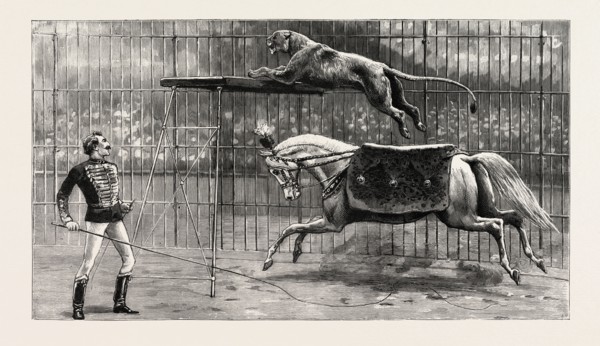 THE EQUESTRIAN LION GOING THROUGH HIS PERFORMANCE AT COVENT GARDEN THEATRE, LONDON, engraving 1890,